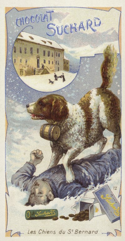 Perros San Bernardo de European School